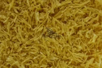 Ön pişirilmiş arpa şehriye