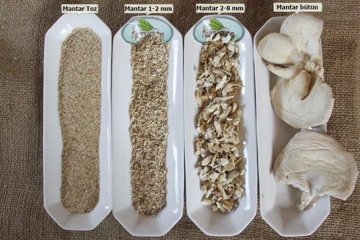 Dried Oyster (Leaf) Mushroom in bulk packaging for wholesale buyers